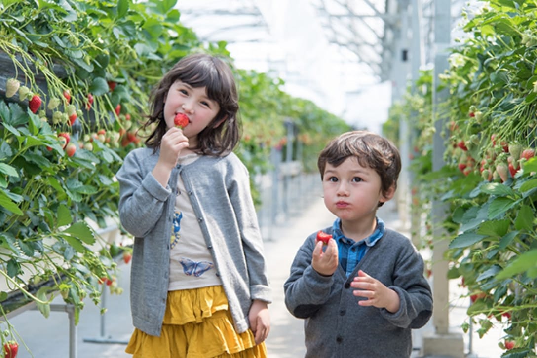 You can enjoy picking various seasonal fruits in a huge orchard nine times the size of the Tokyo Dome.