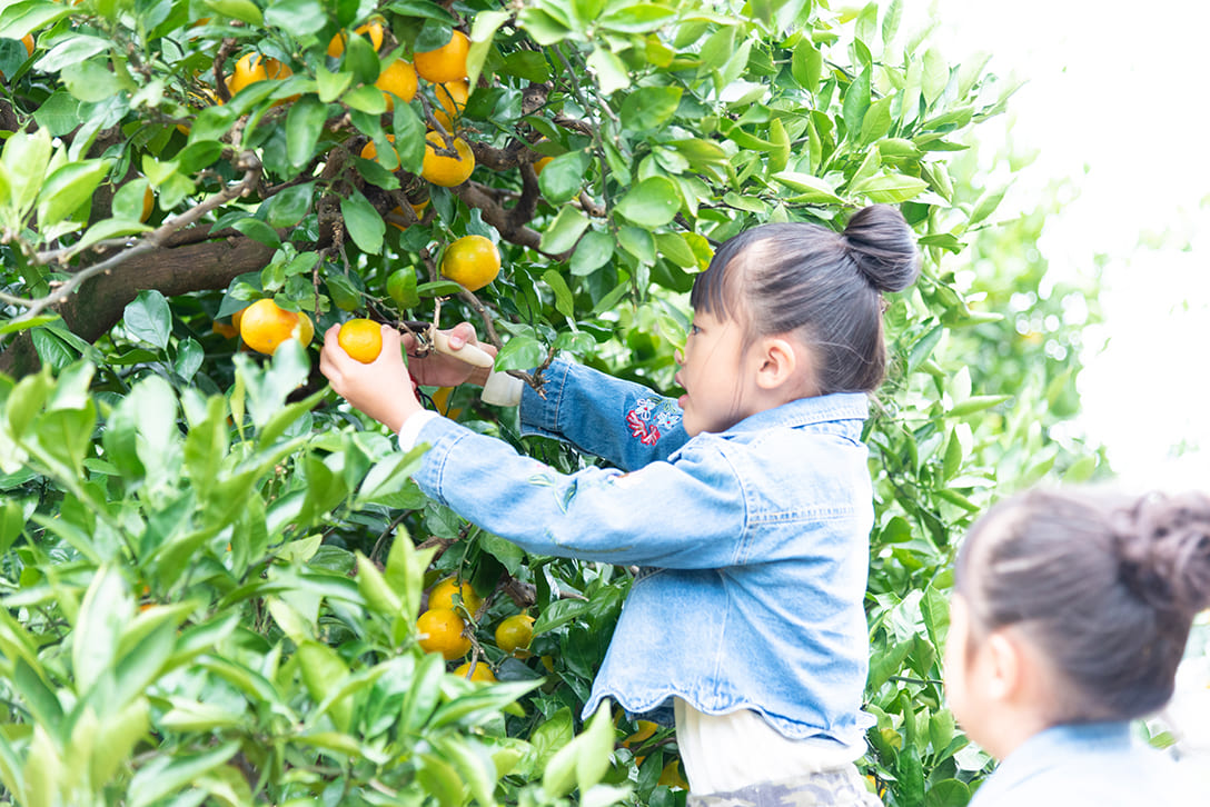 You can enjoy picking various seasonal fruits in a huge orchard nine times the size of the Tokyo Dome.