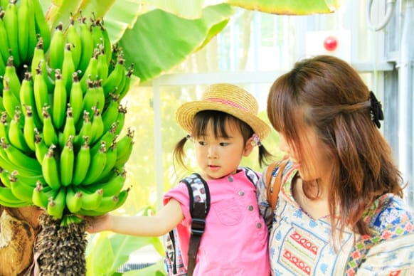 Tropical Fruit Green House