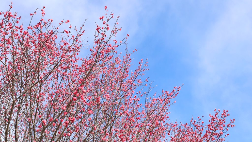 お花見（梅の花の開花状況）画像