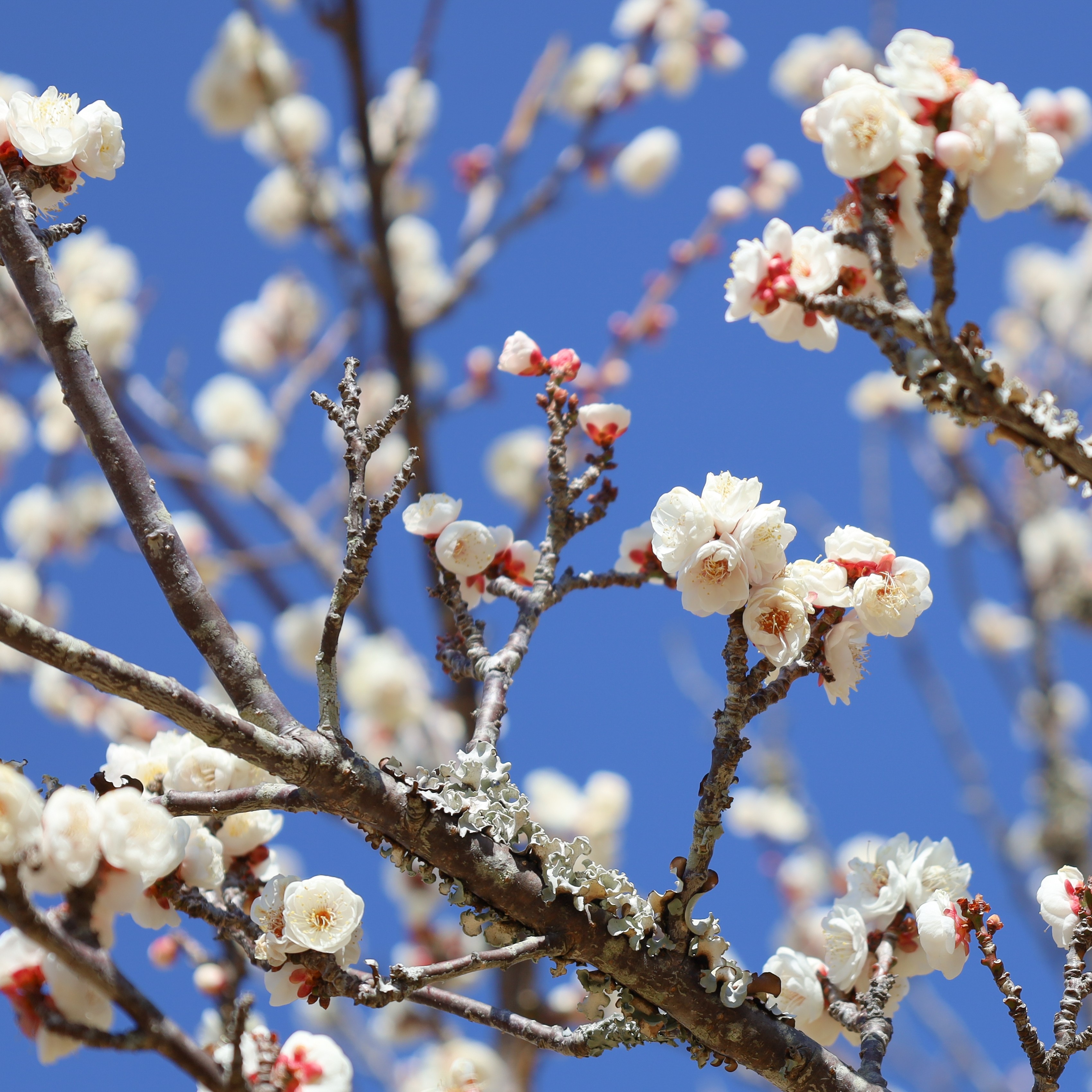 お花見（梅の花の開花状況）