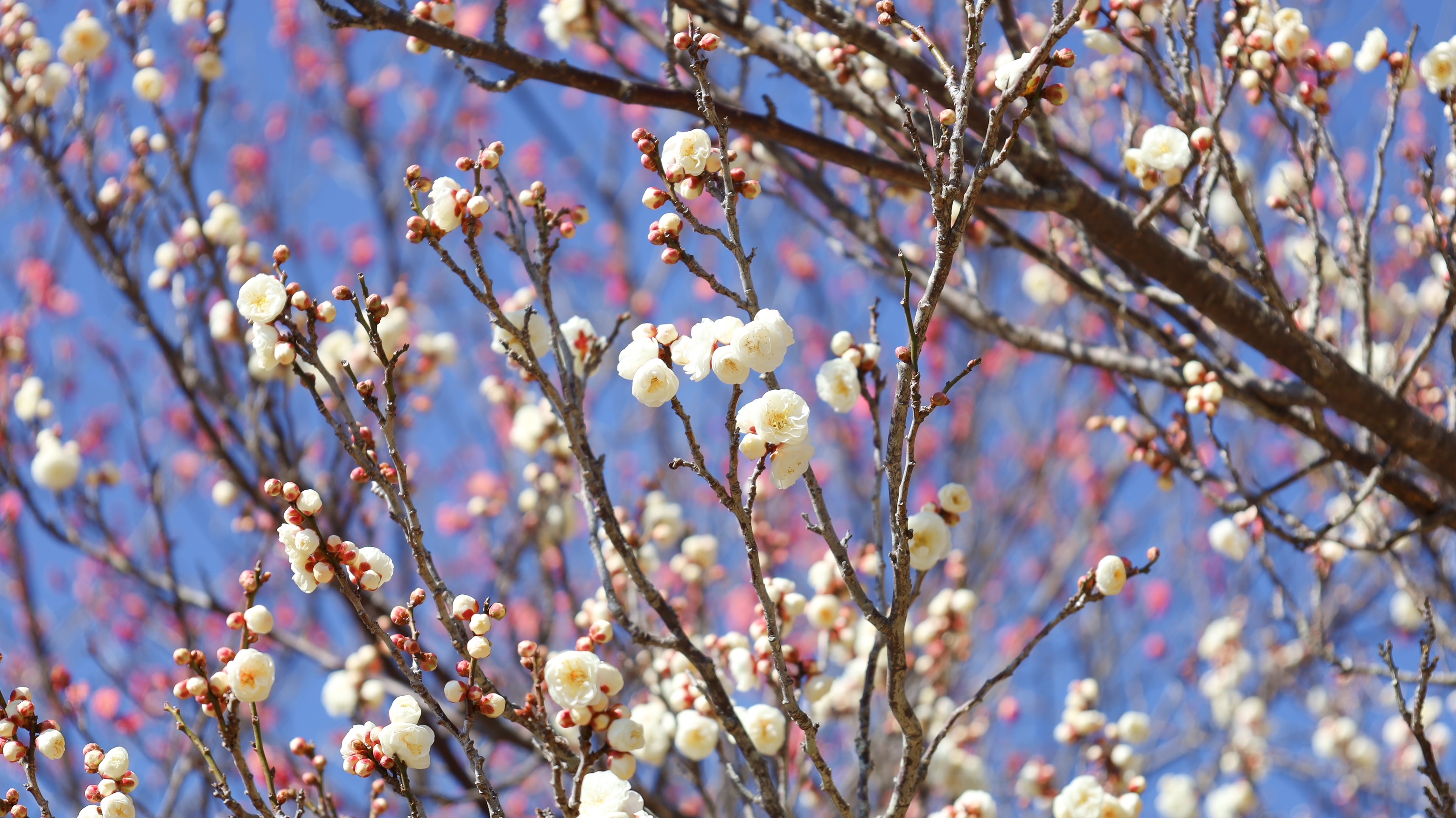 お花見（梅の花の開花状況）画像