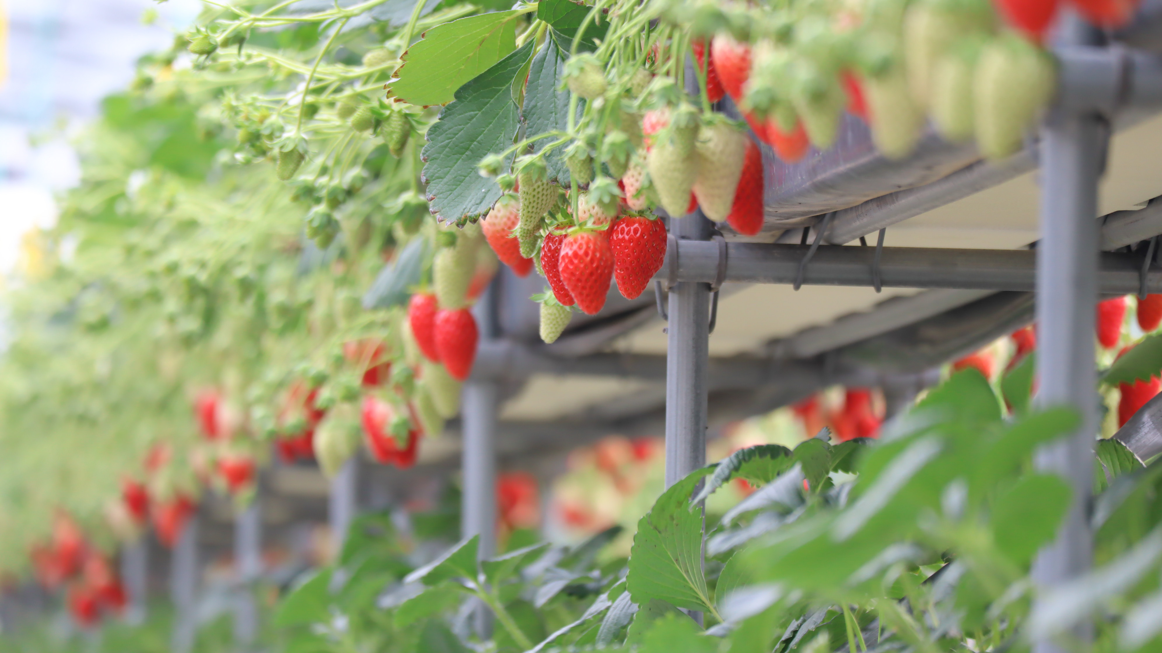 フルーツパークの5品種のいちごを食べ比べ！「推しいちご」を見つけよう！！画像