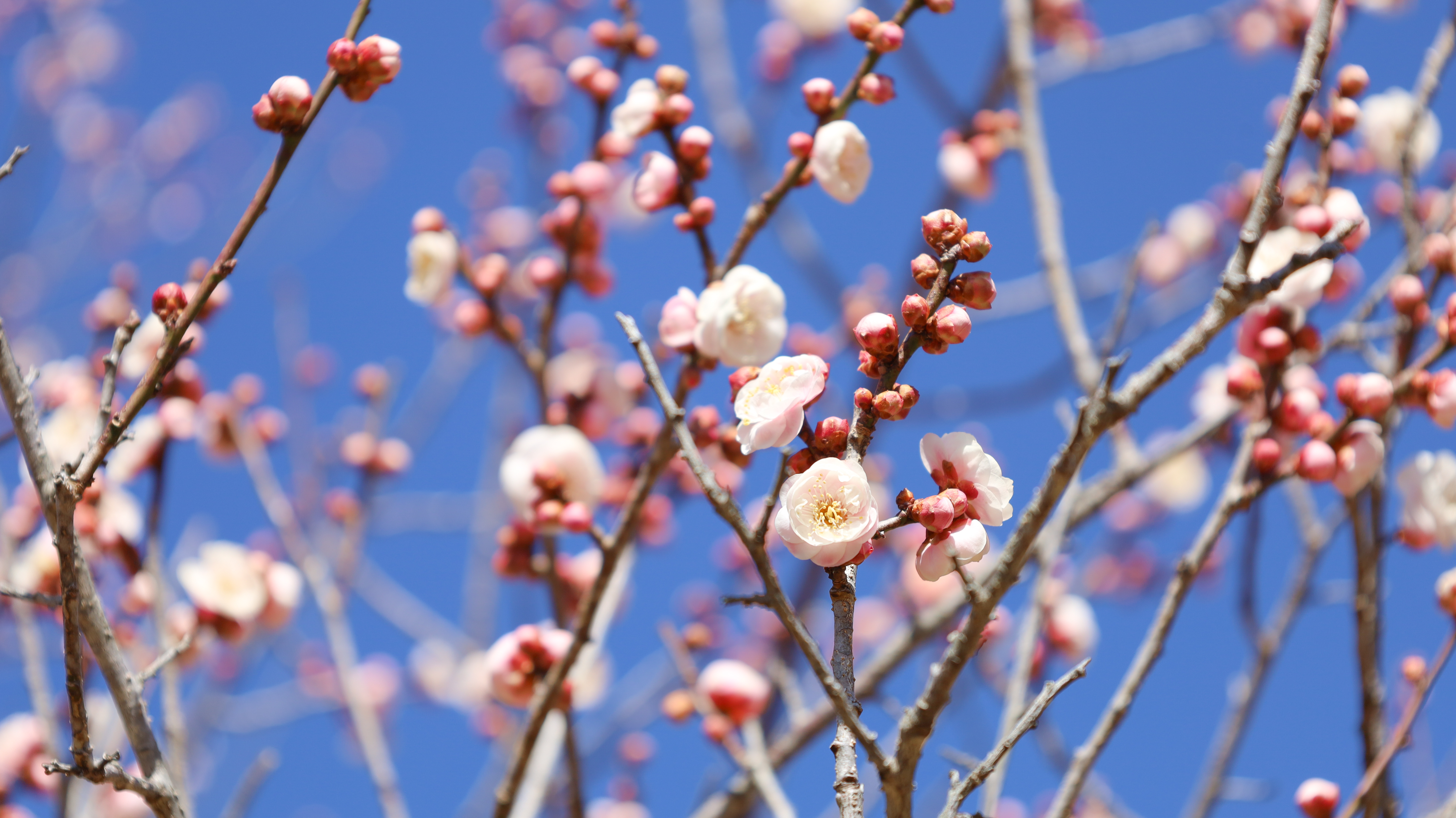 お花見（梅の花の開花状況）画像