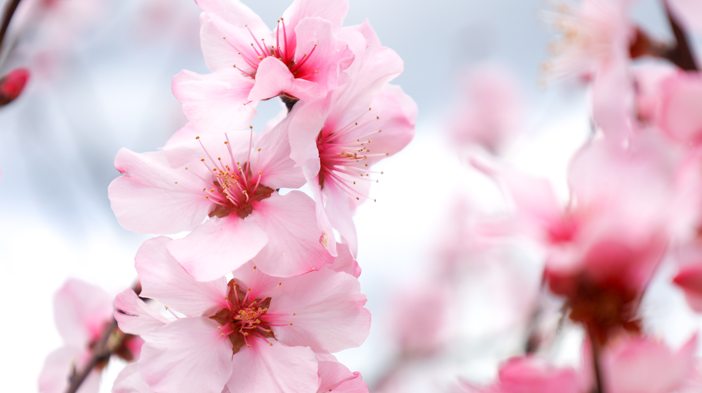 アーモンドフェスタ2026画像