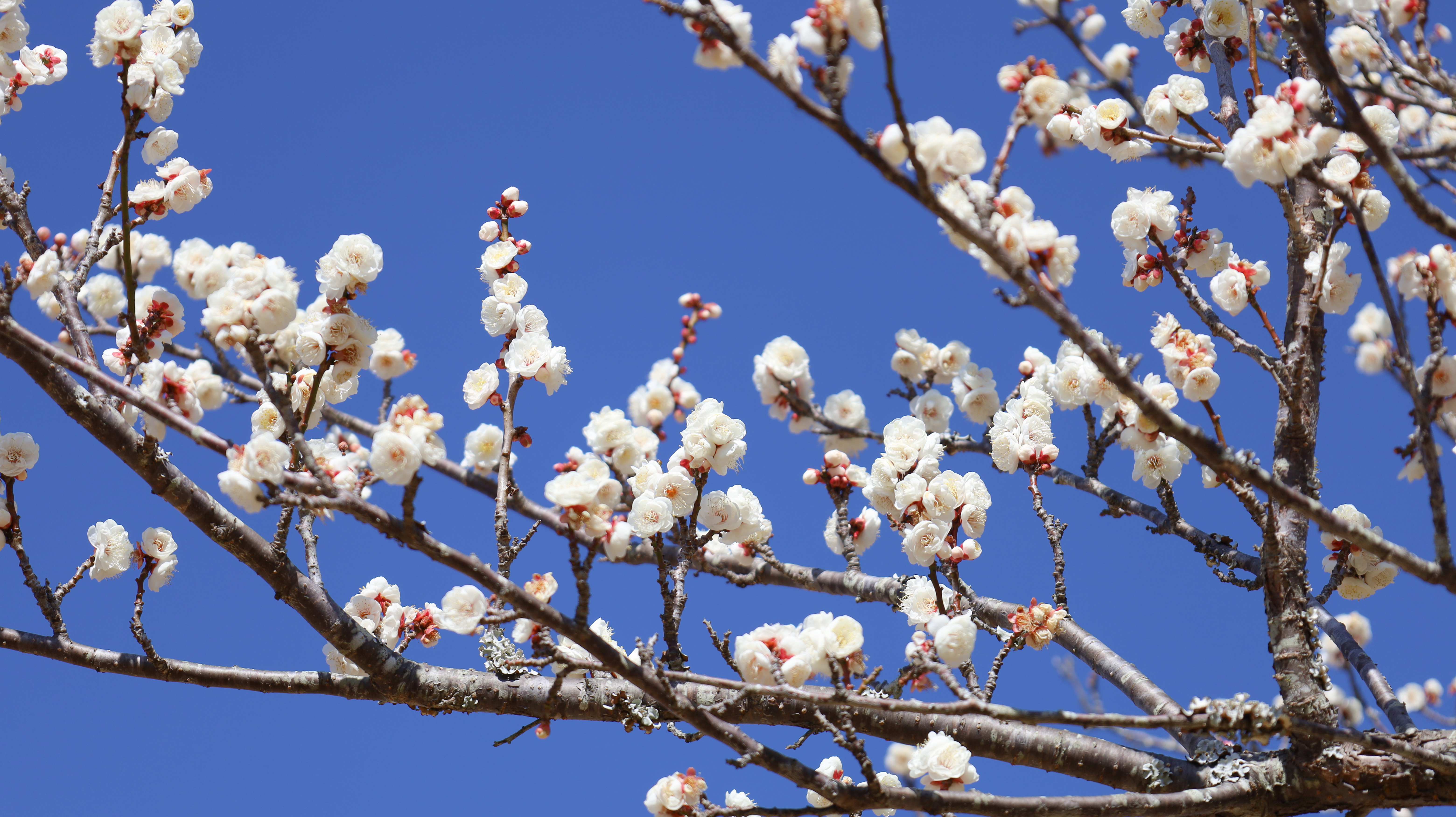 お花見（梅の花の開花状況）画像