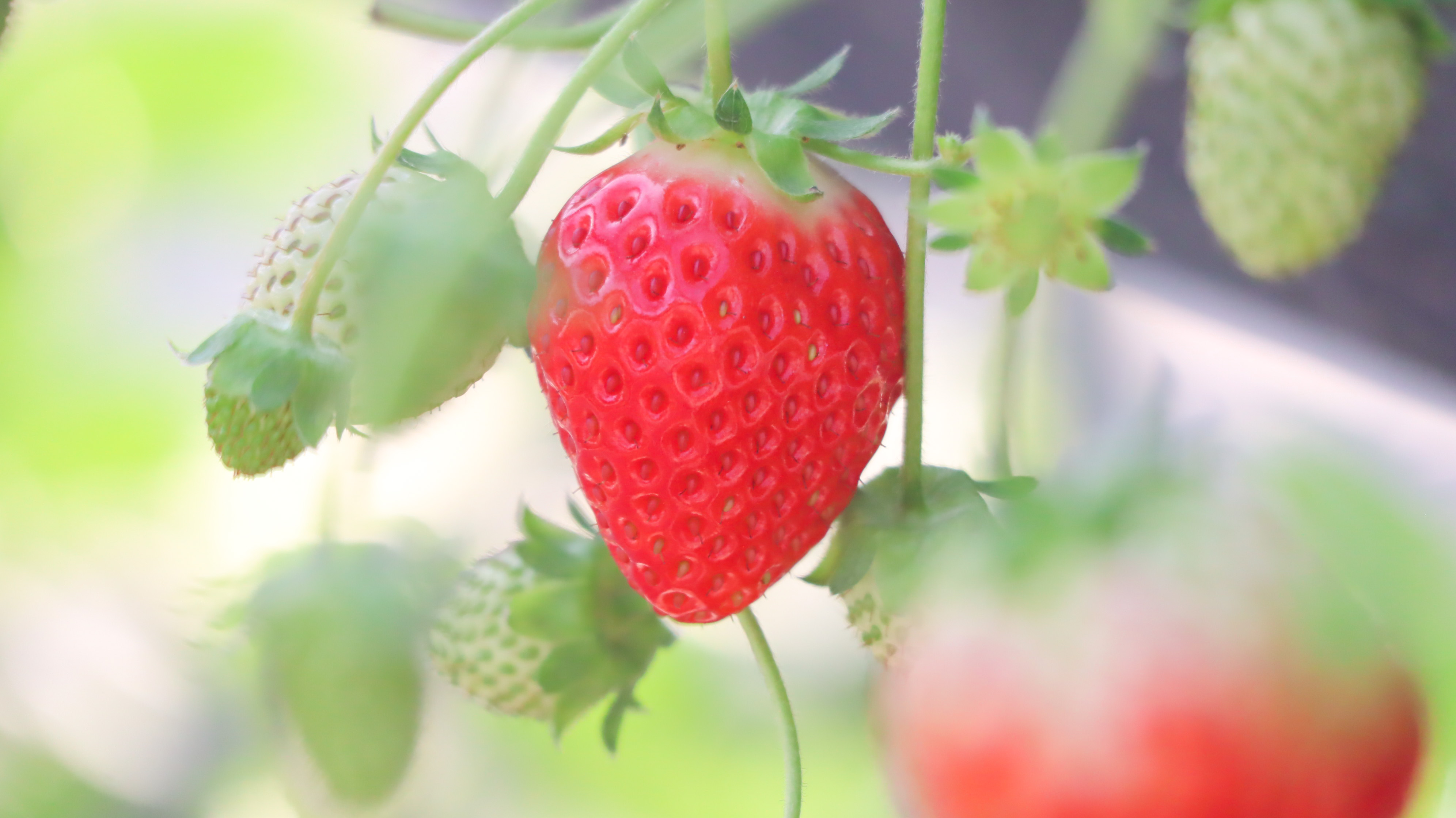 2025ナイトいちご狩り【完全予約制】画像