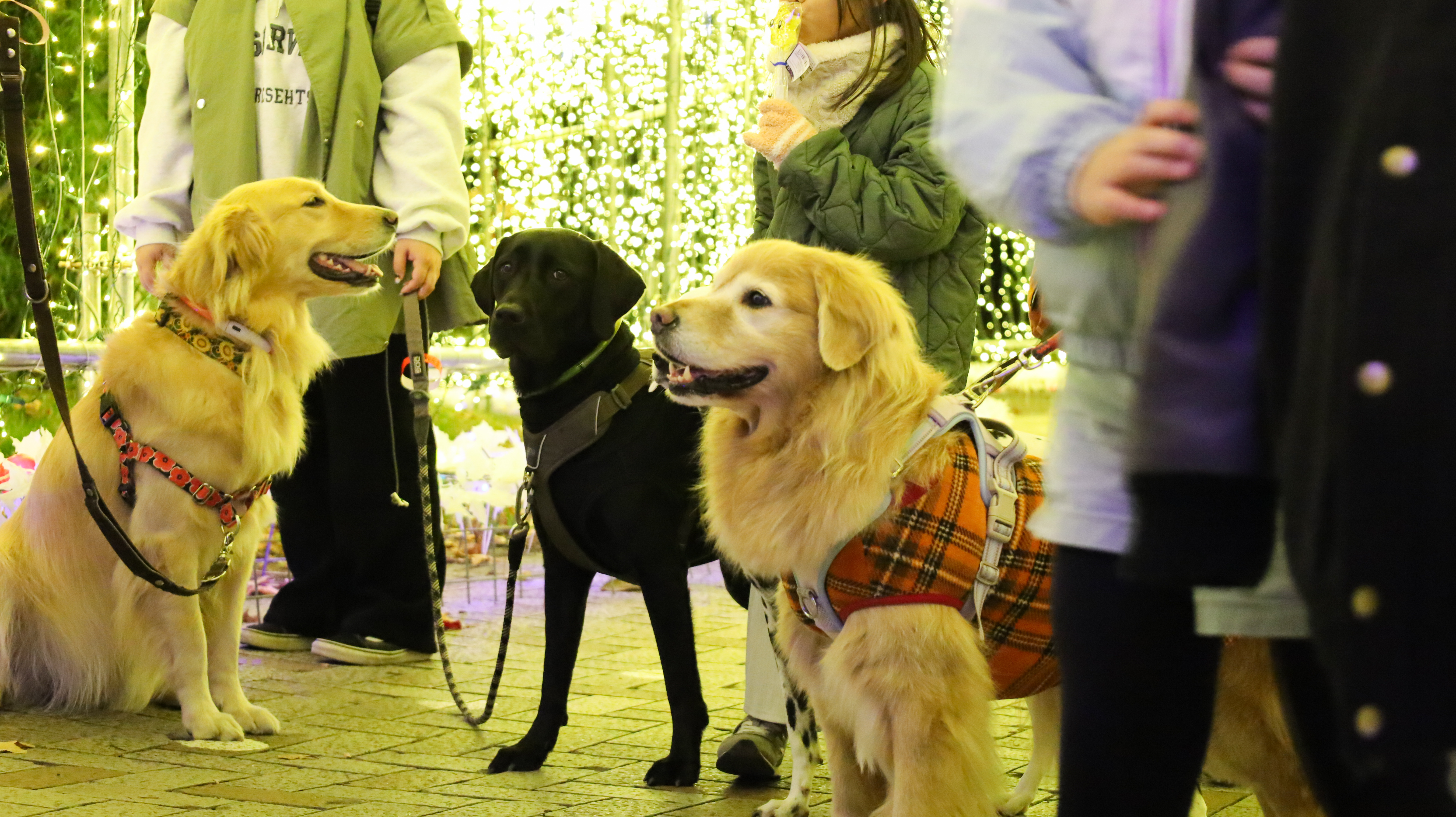 2025-26 ウィンターイルミネーション「夜の冒険パーク Illumination」画像