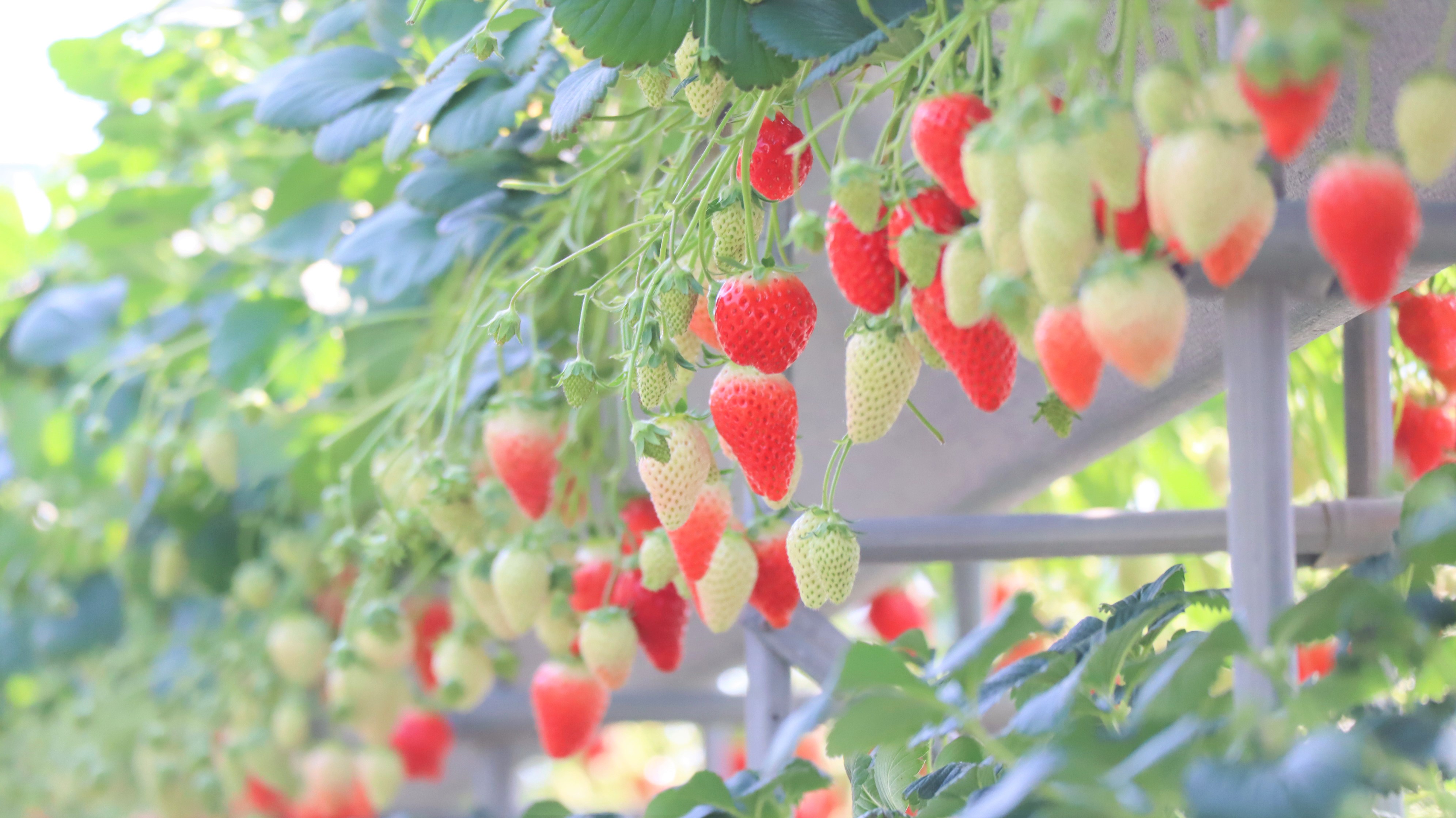 2025ナイトいちご狩り【完全予約制】画像