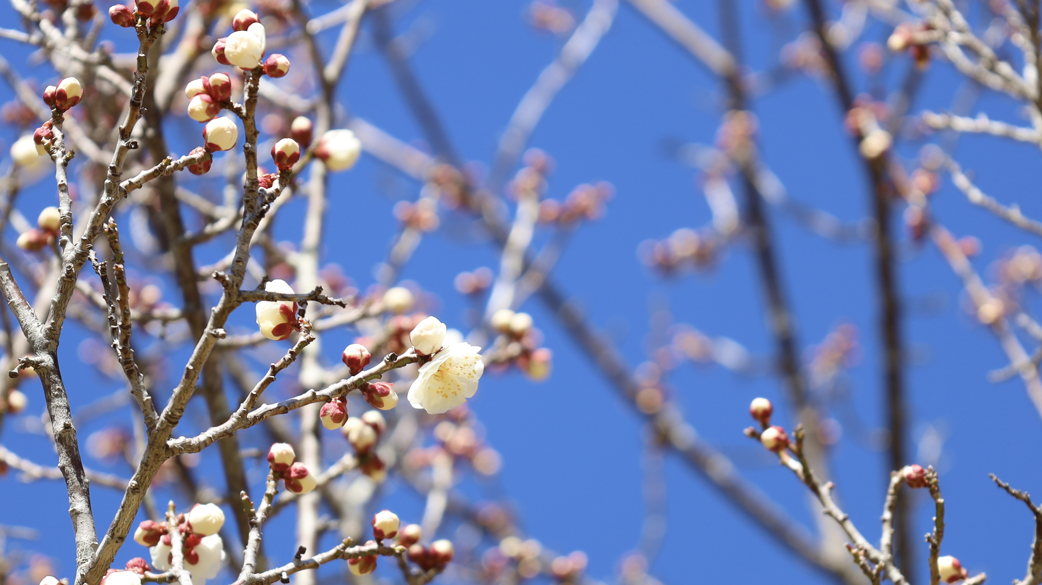 お花見（梅の花の開花状況）画像