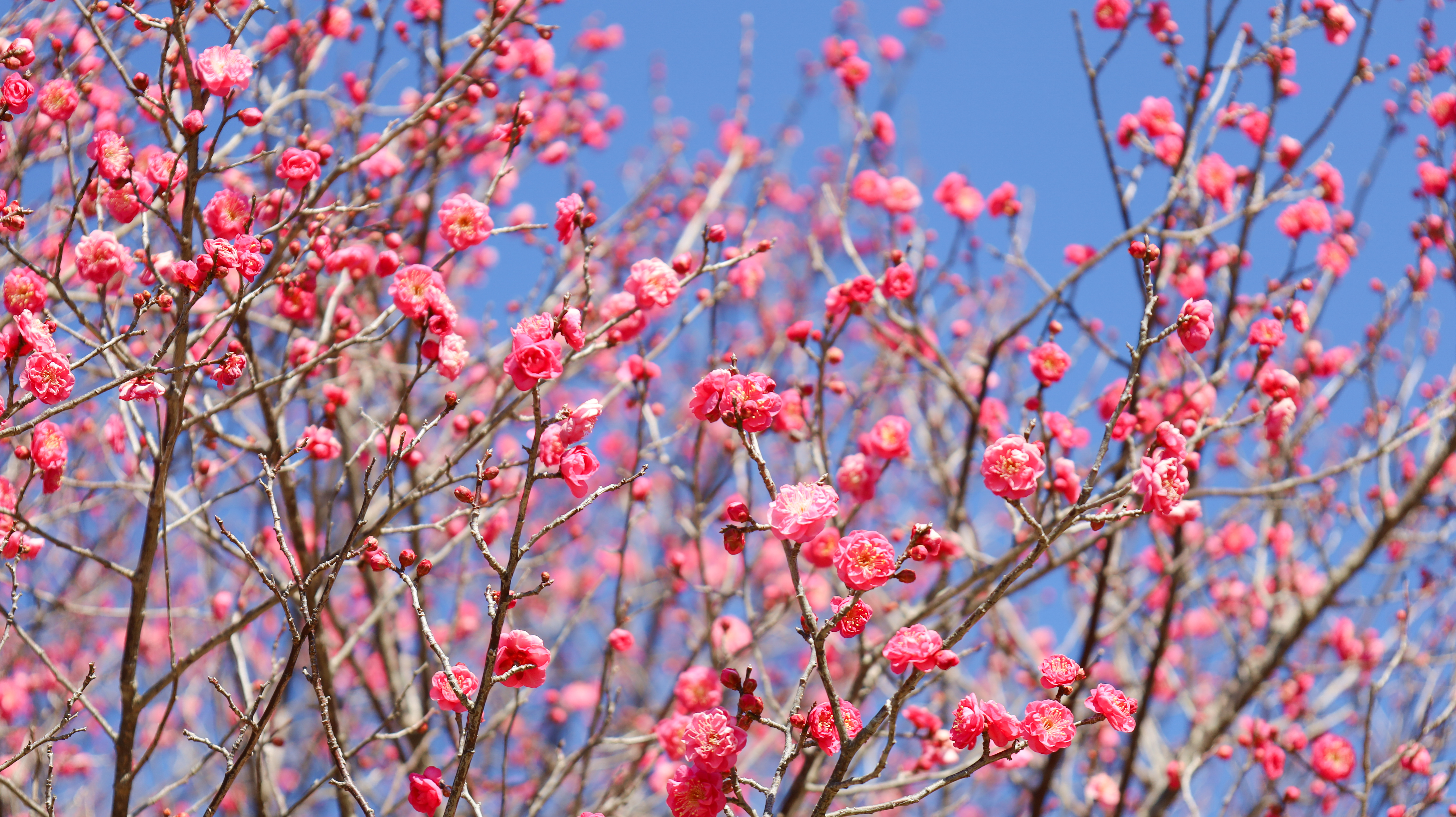 お花見（梅の花の開花状況）画像