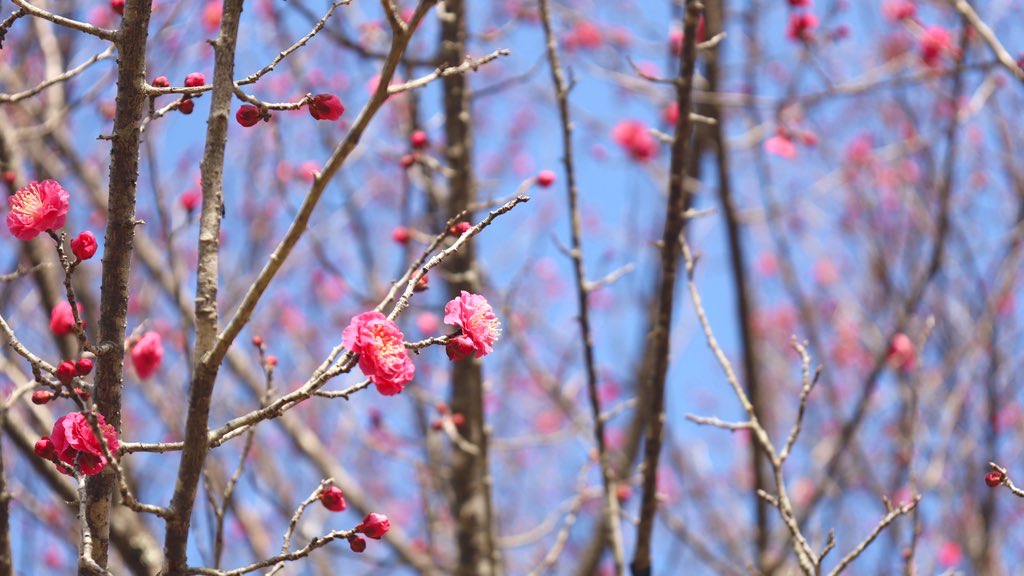 お花見（梅の花の開花状況）画像