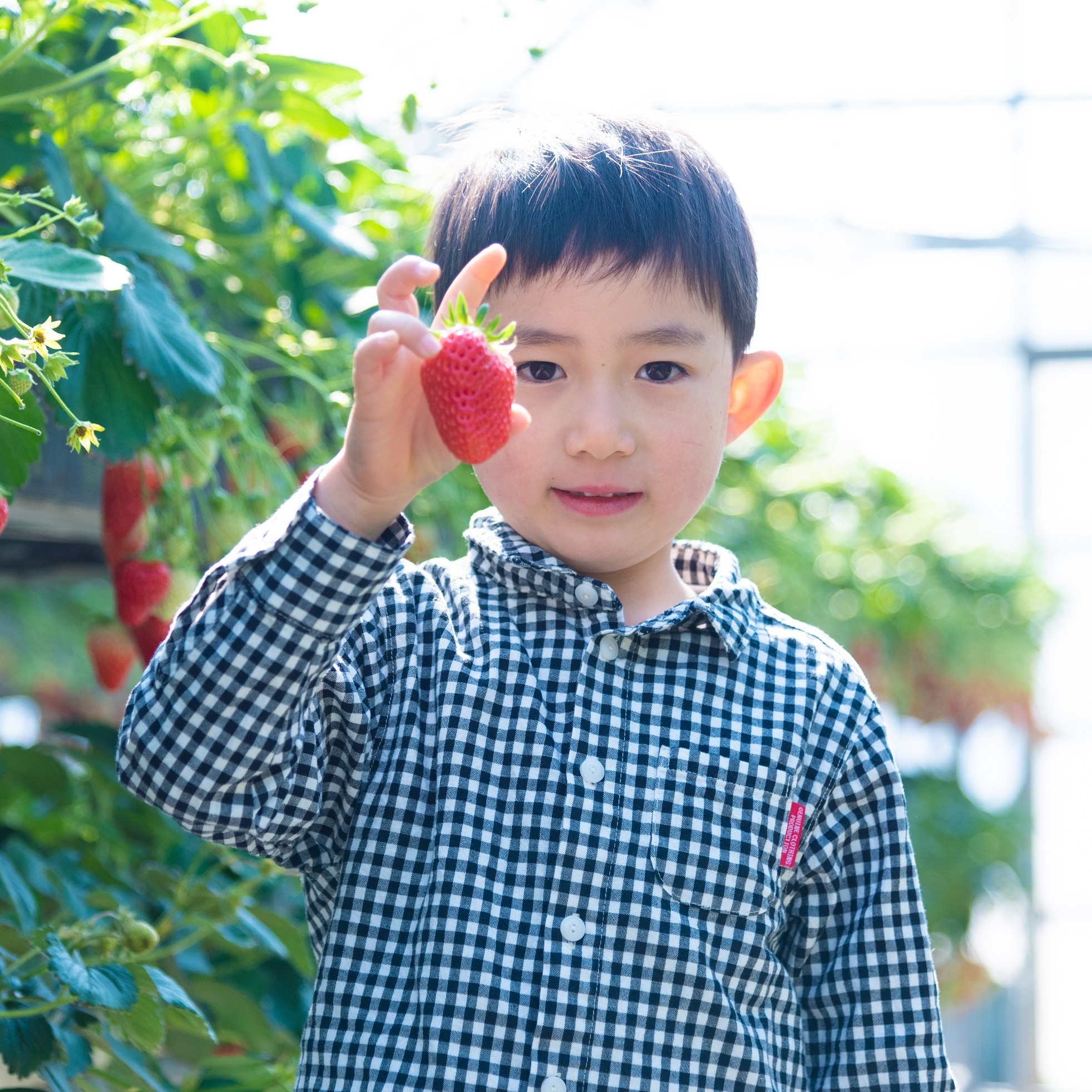 2024-25  イチゴ狩り<strawberry picking>