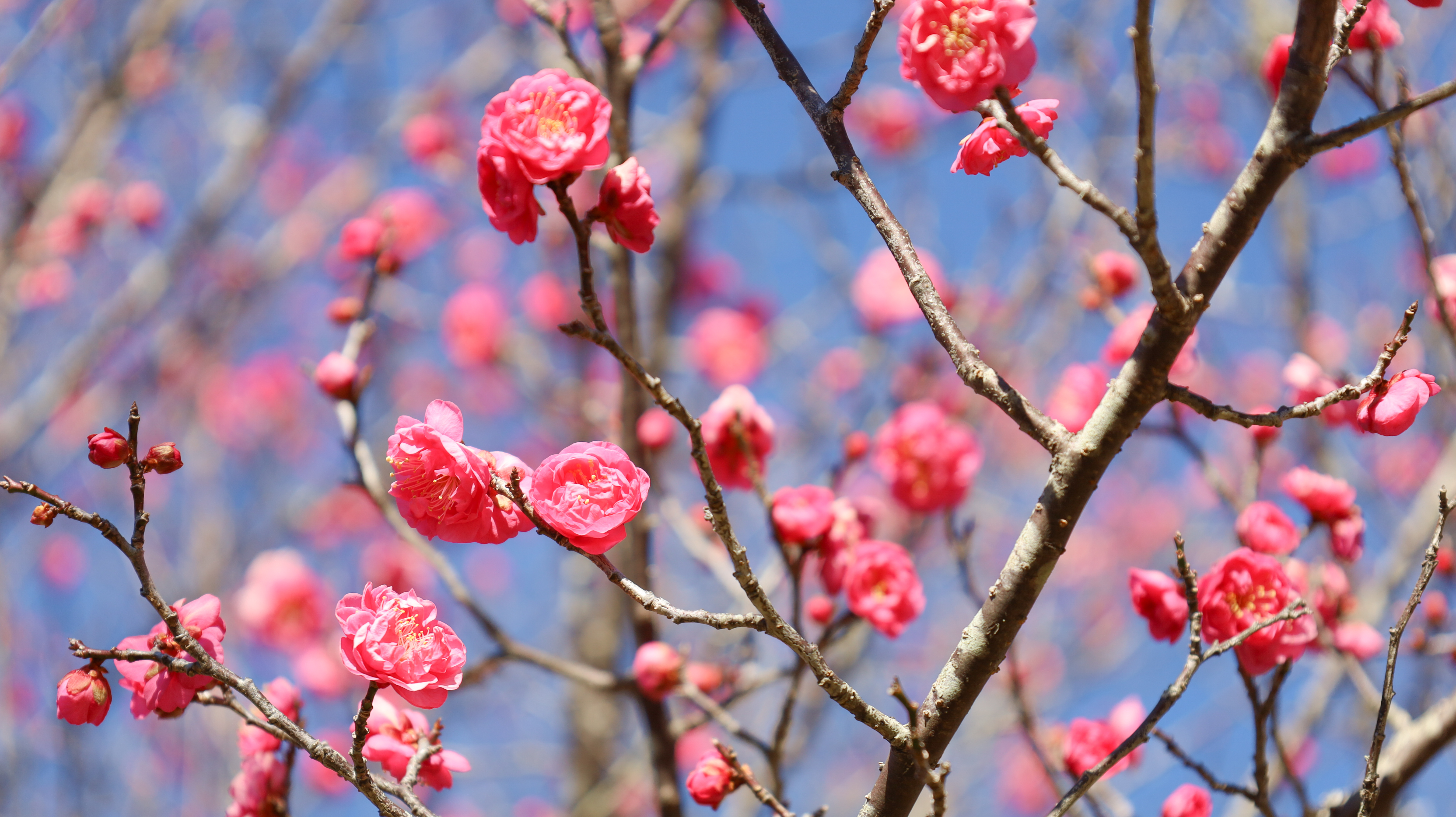 お花見（梅の花の開花状況）画像