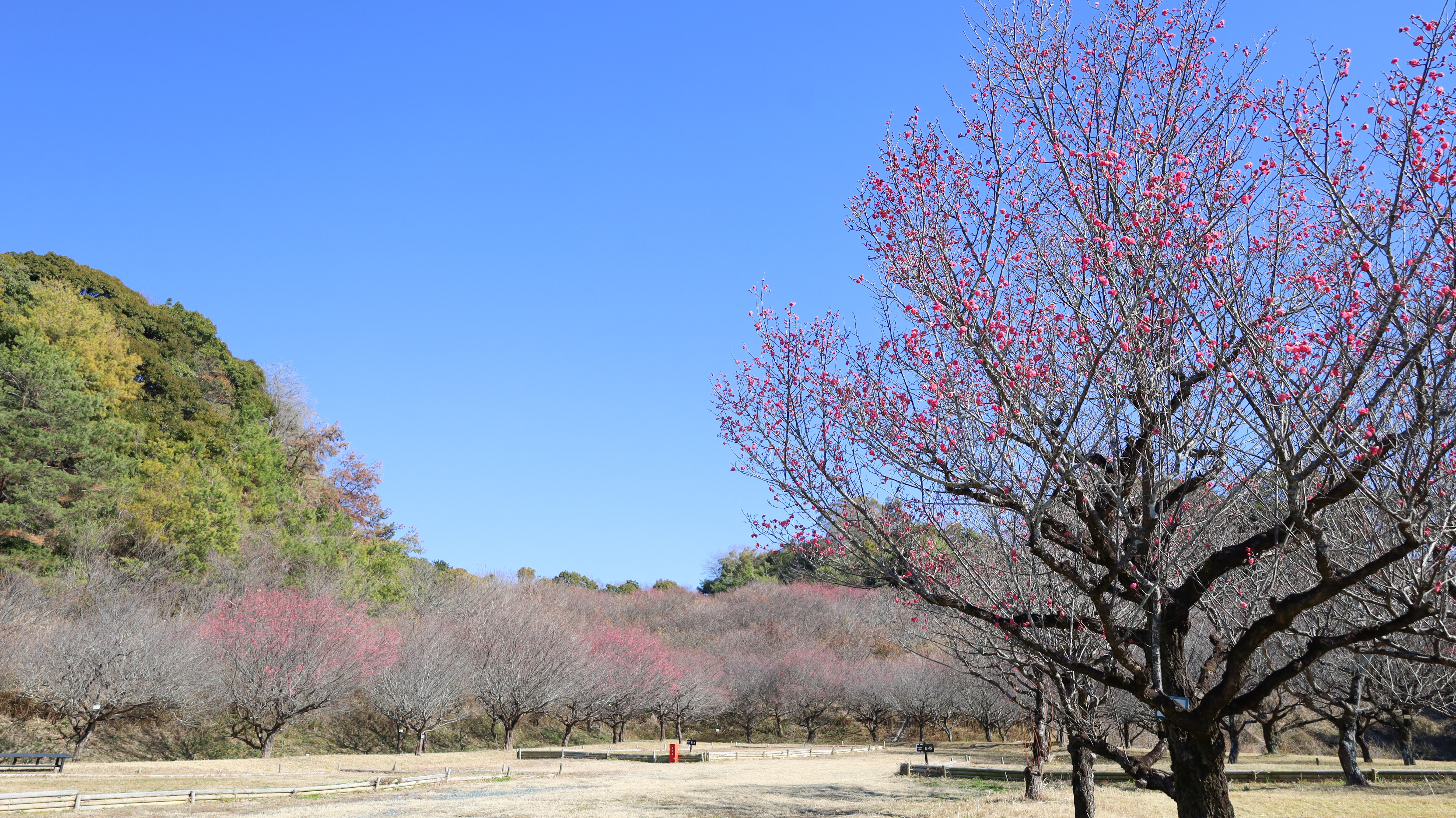 お花見（梅の花の開花状況）画像