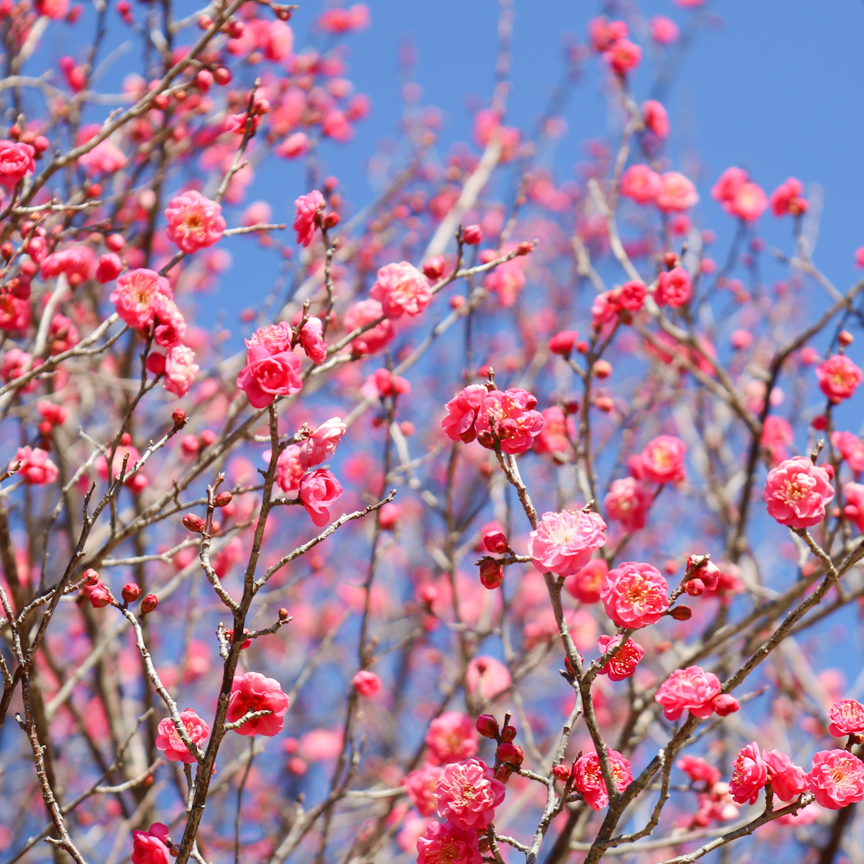 お花見（梅の花の開花状況）