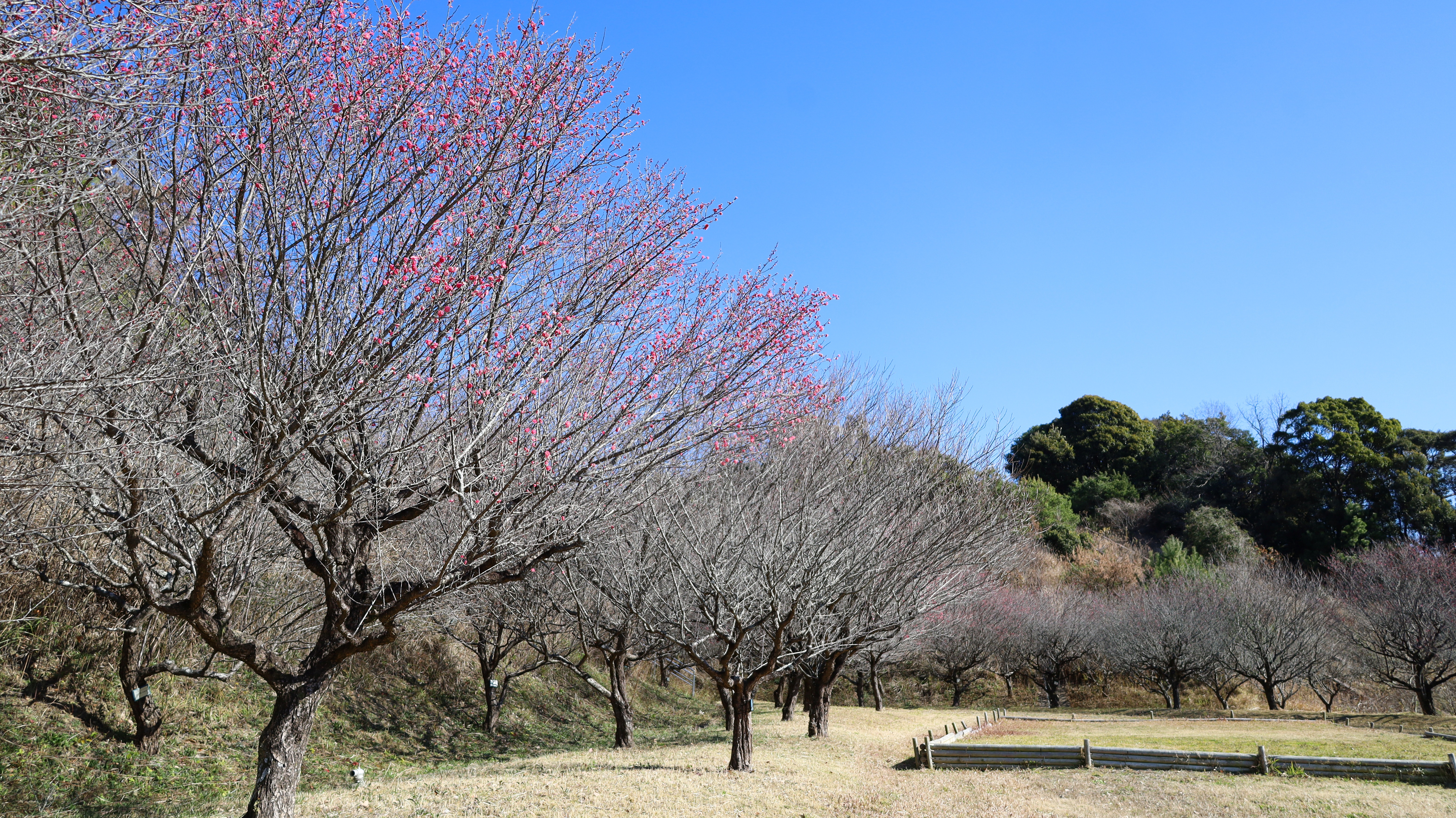 お花見（梅の花の開花状況）画像