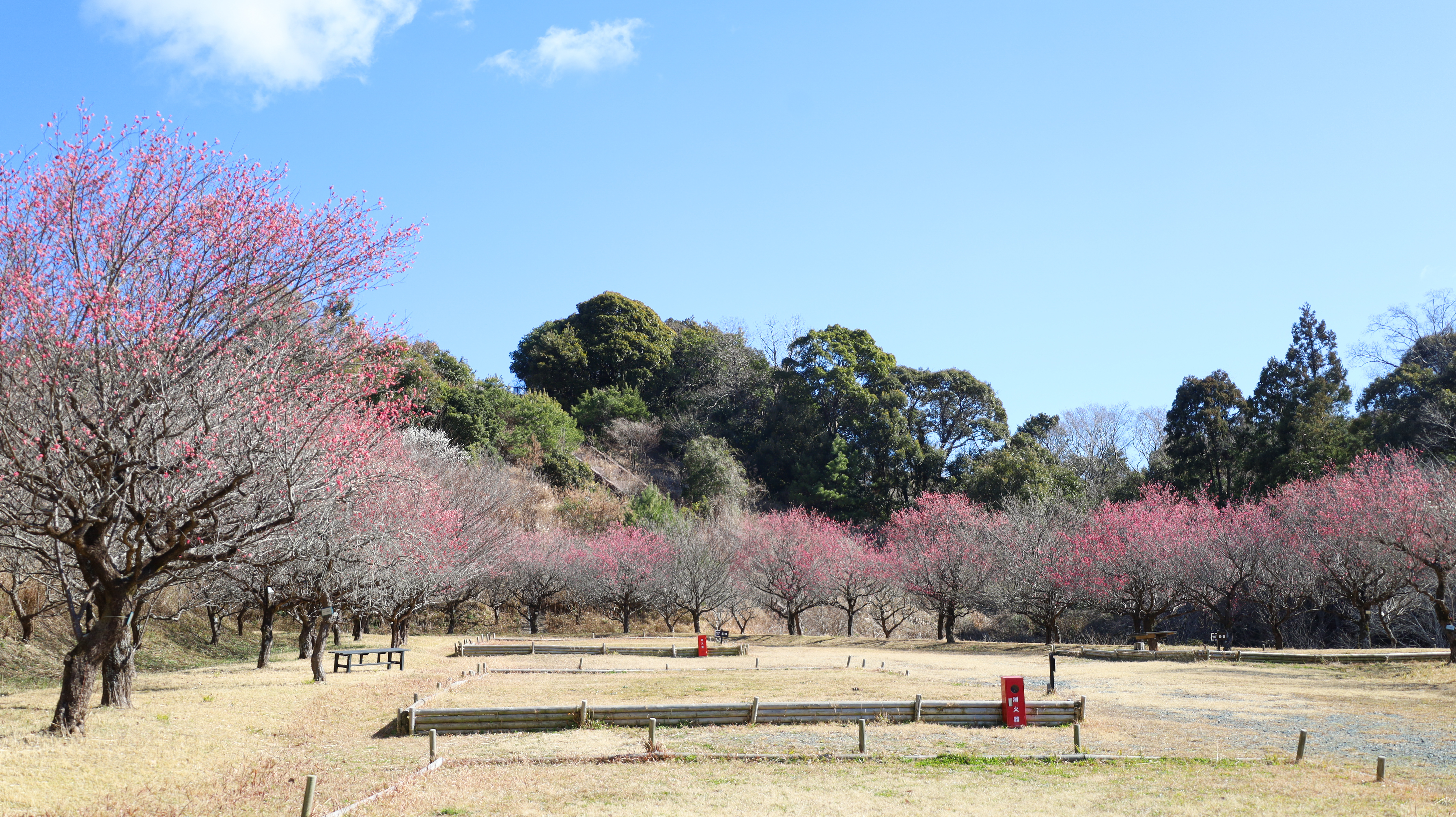 お花見（梅の花の開花状況）画像