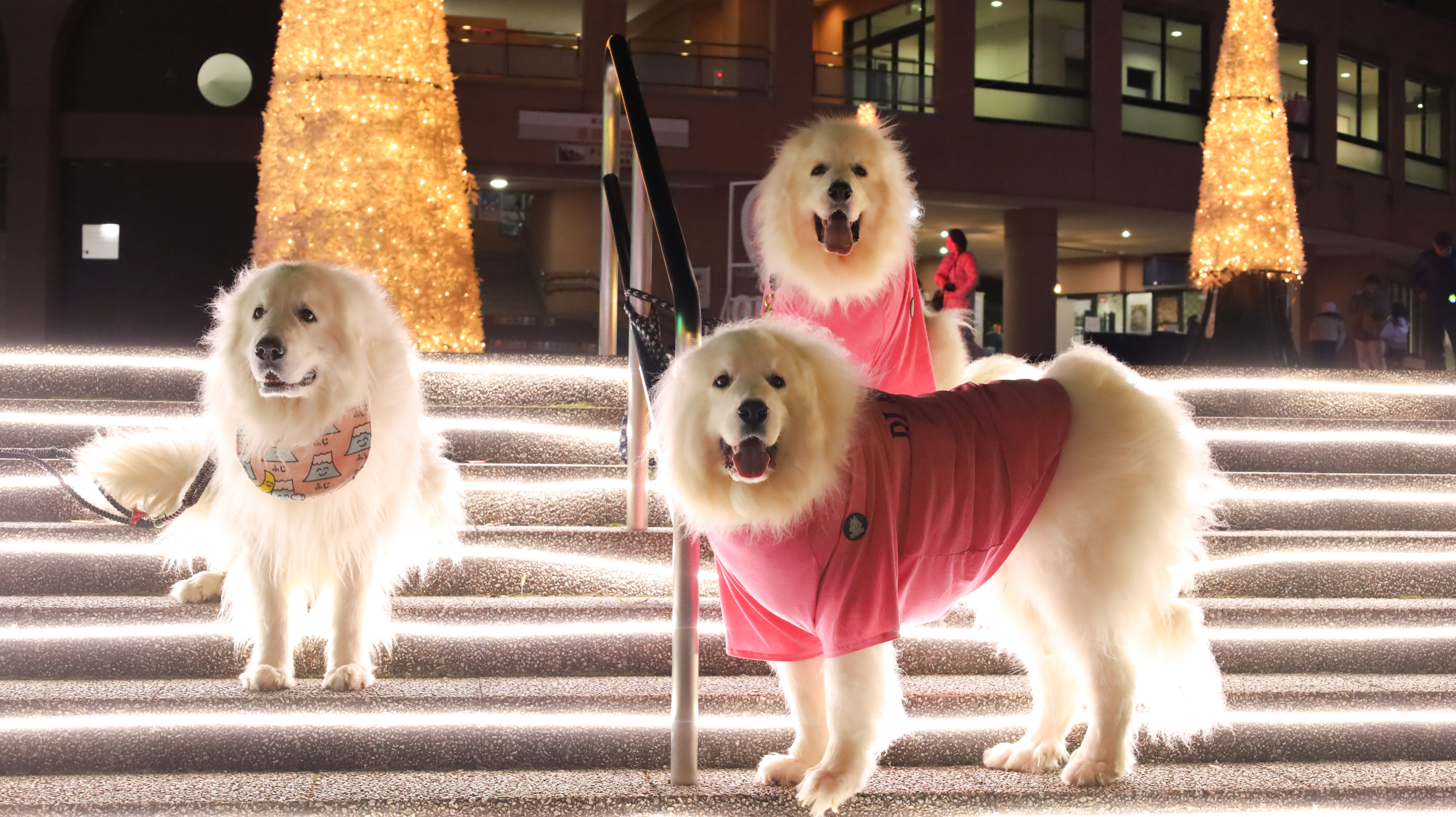2025-26 ウィンターイルミネーション「夜の冒険パーク Illumination」画像
