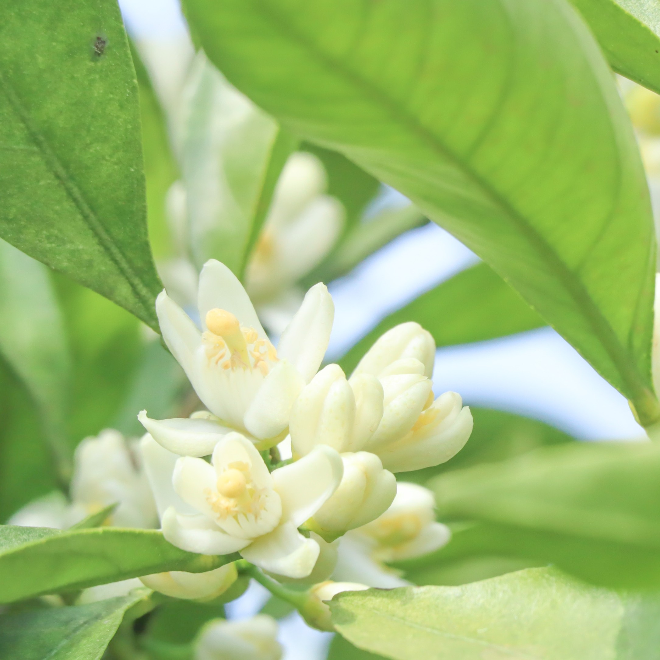 お花見（花の開花状況）