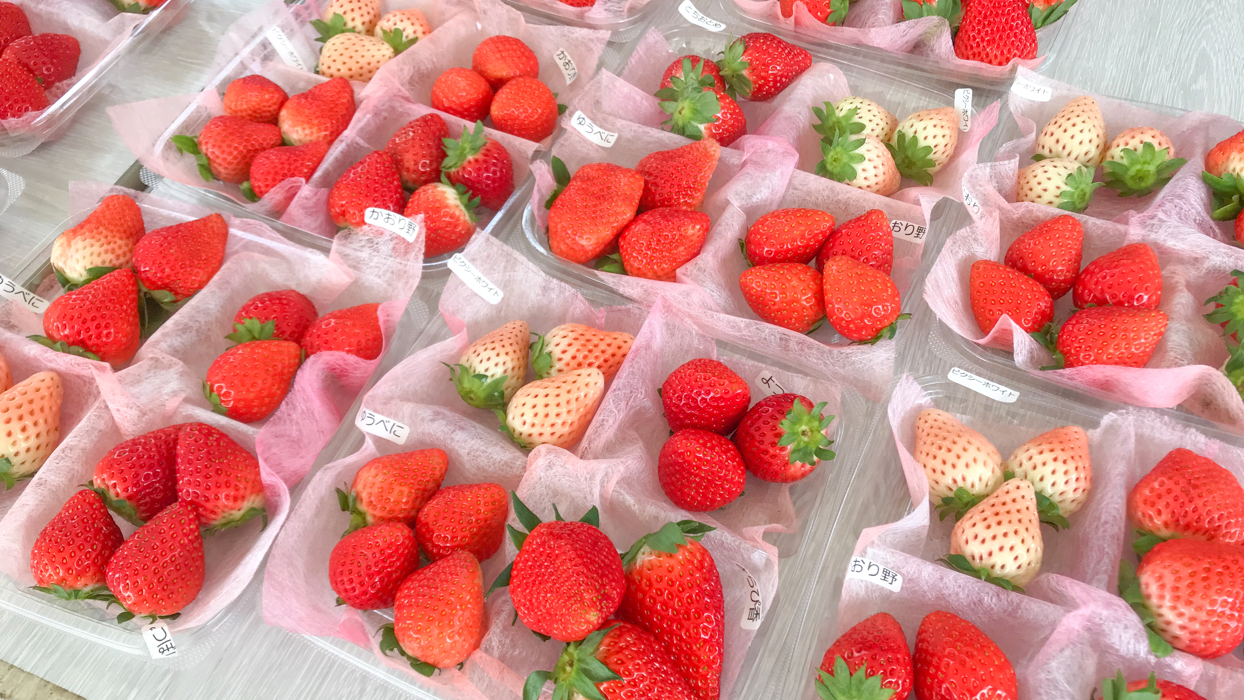 いちごサミット2026 in フルーツパーク画像