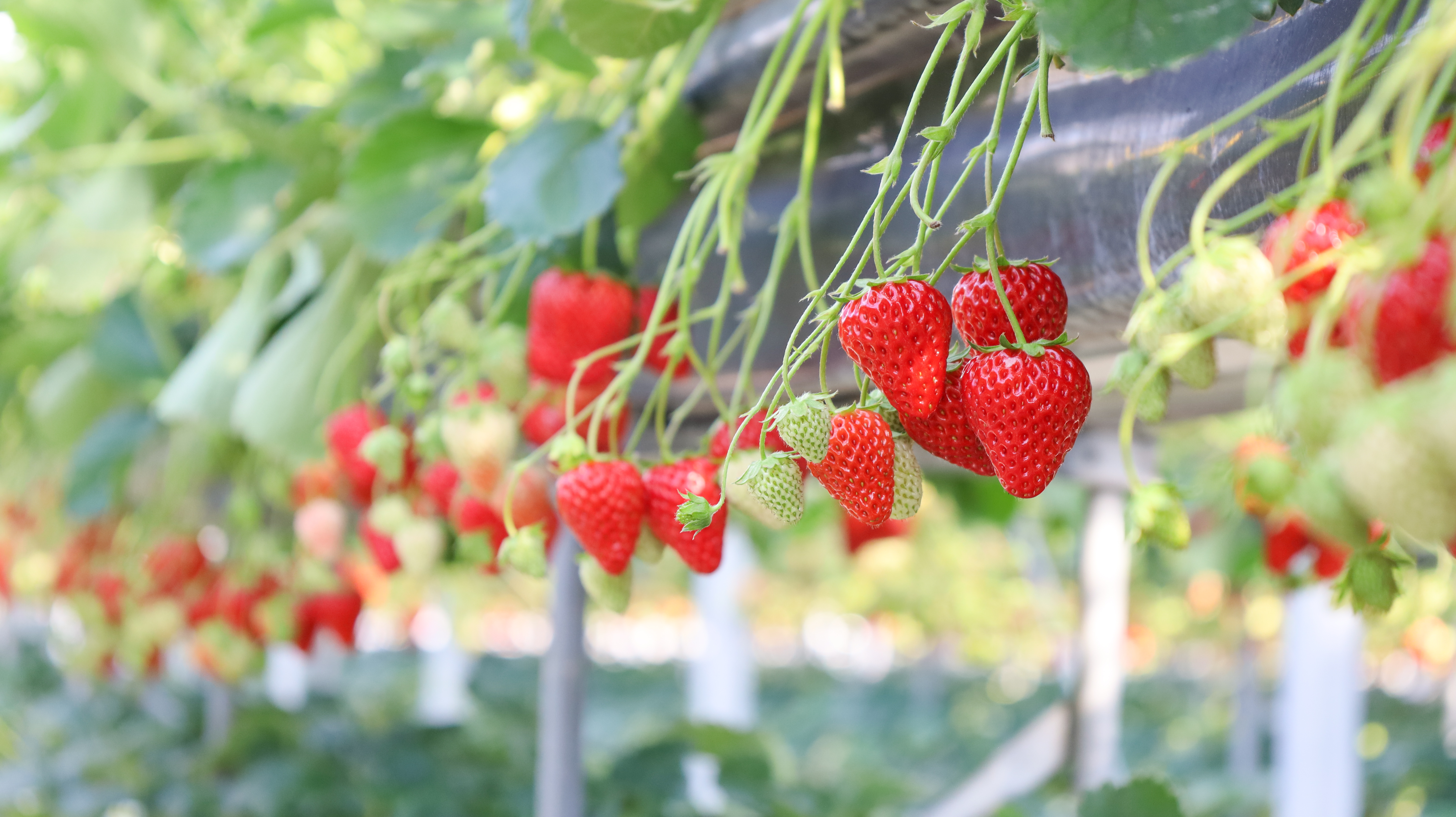 フルーツパークの5品種のいちごを食べ比べ！「推しいちご」を見つけよう！！画像
