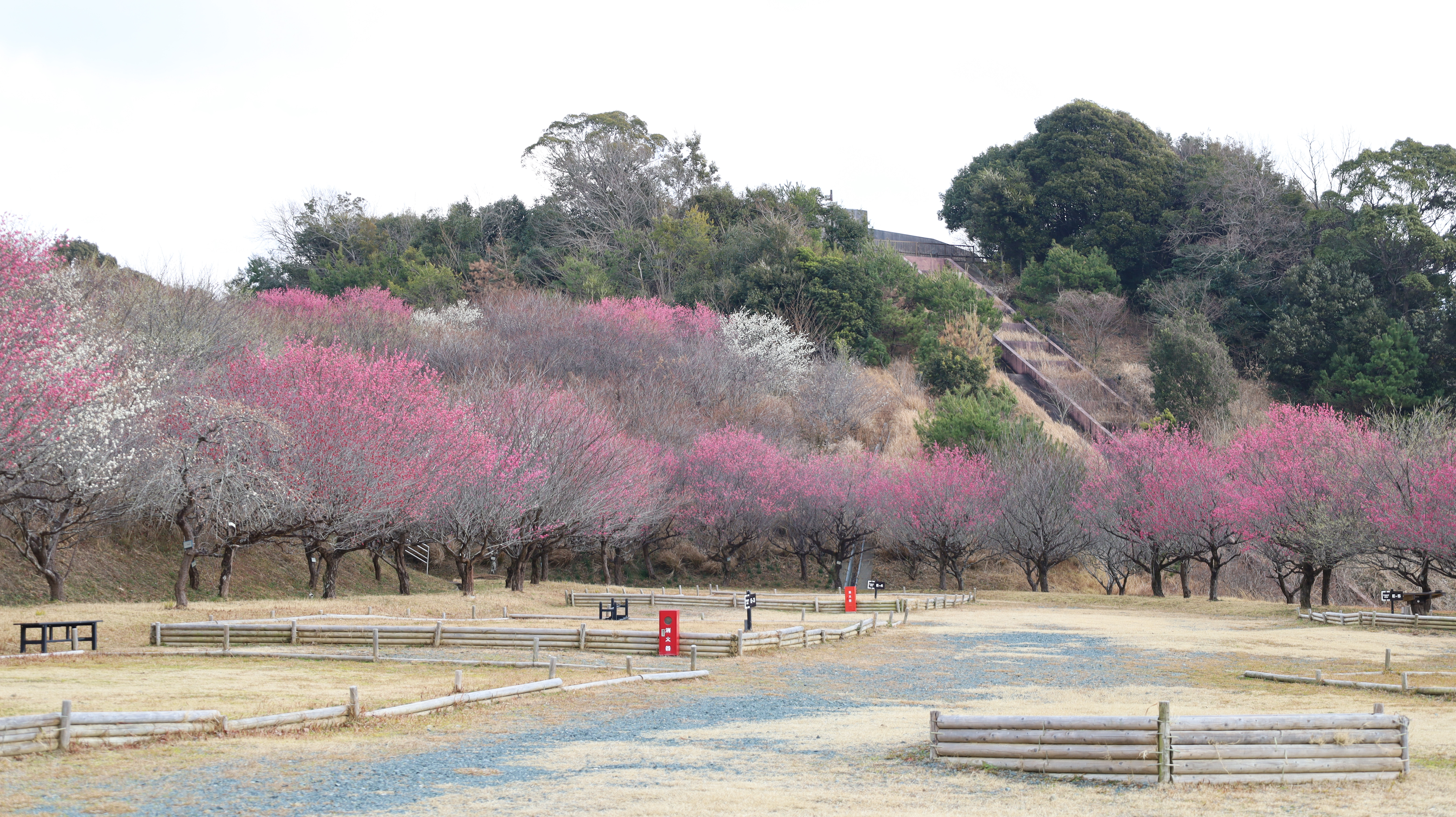 お花見（梅の花の開花状況）画像