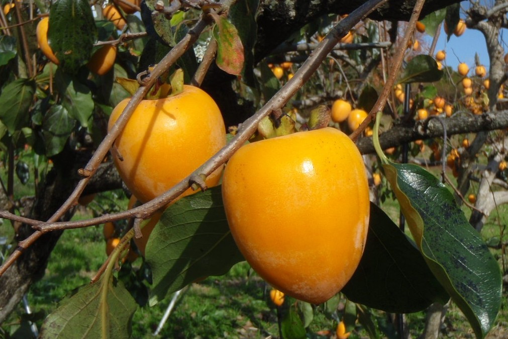 愛宕（干し柿用）